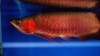 We supply best quality arowana fishes of all kinds